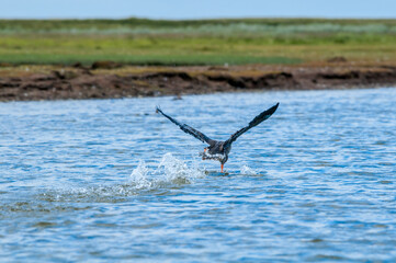 Bean Goose (Anser fabalis) in Barents Sea coastal area, Russia