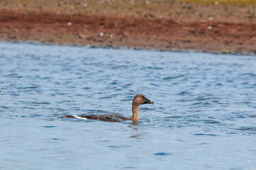 Molting Bean Goose (Anser fabalis) in Barents Sea coastal area, Russia