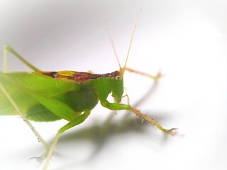 green grasshopper on a bowl