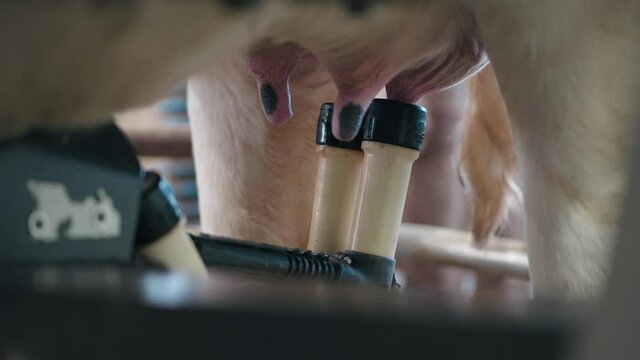 Closeup Of Cow Milking Machine Suction Tubes Attached To The Udder Of A Dairy Cow During The Milking Process In A Farm Facility. - Closeup Shot