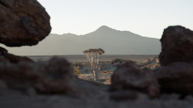 Static handheld shot of a quiver tree standing in a desert with rocks in the foreground out of focus and mountains in the background in Africa.