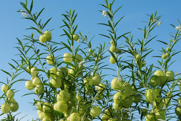 reen balloon plant also called the hairy balls plant, with a blue sky background. It is often used as an ornamental and decorative plant.