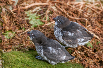 Least Auklets (Aethia pusilla) at colony in St. George Island, Pribilof Islands, Alaska, USA