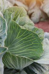 Cabbage harvest. Cabbage beds in the field. White cabbage. Agriculture. Farming. Leaves with a beautiful texture. Photo for the background. Vertical photo