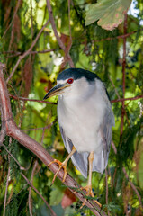 Black-crowned Night-Herron (Nycticorax nycticorax) in arboretum, Los Angeles, California, USA