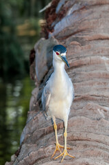 Black-crowned Night-Herron (Nycticorax nycticorax) in arboretum, Los Angeles, California, USA