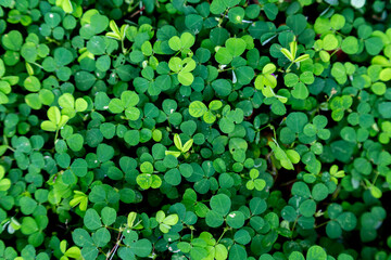 Top view of a green wet leaves with water drops. Small green leaves pattern background.
