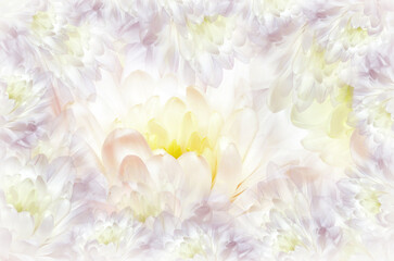 Flowers   chrysanthemum. Floral spring  background. Petals chrysanthemums.  Close-up.  Nature.