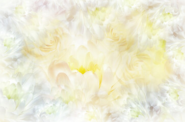 Flowers white-yellow  chrysanthemum. Floral spring  background. Petals chrysanthemums.  Close-up.  Nature.