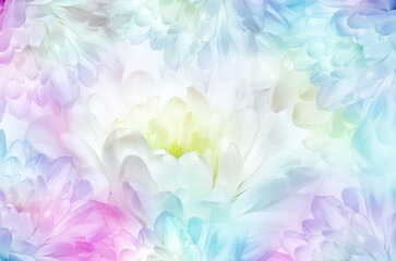 Flowers  chrysanthemum. Floral spring  background. Petals chrysanthemums.  Close-up.  Nature.