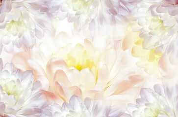 Fototapeta premium Flowers chrysanthemum. Floral spring background. Petals chrysanthemums. Close-up. Nature.