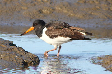 Austernfischer / Friesenstorch