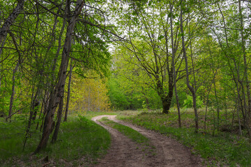 Dirt road in the forest in spring.