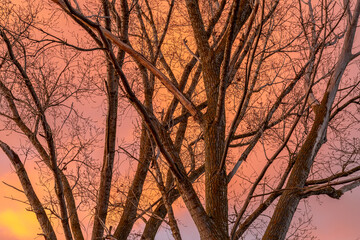 Leafless poplars in autumn with sunset light and color.