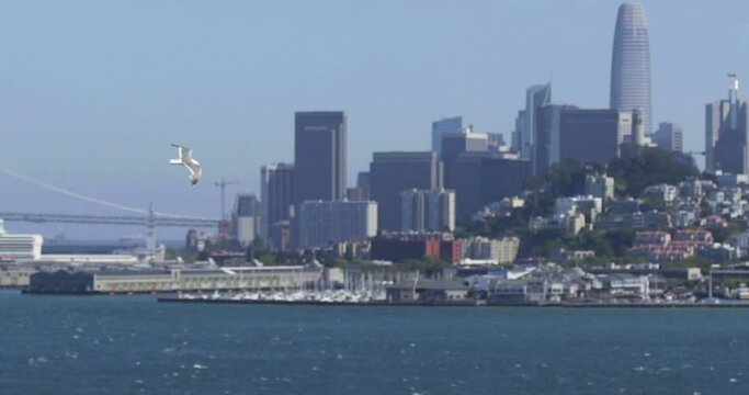 Seagull is flying in beautiful blue sky, Slow Motion. A bird gull flies across the city.