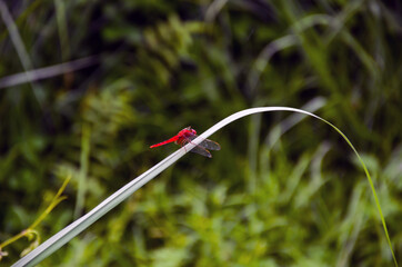 Side view of red scarlet skimmer dragonfly sitting on the thin green grass in the forest.
