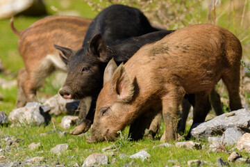 wild boar walking in the woods