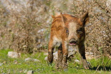 wild boar walking in the woods