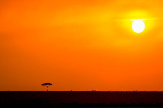 Single tree at the savannah with antelopes in the horizon at sunrice
