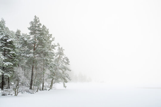 Pine forest by a lake with snow and fog