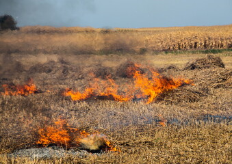 incineration of agricultural waste - smog and pollution. Harmful emissions from burning hay and...