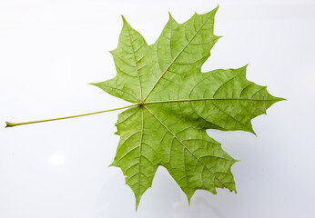 Green maple leaf isolated on white background