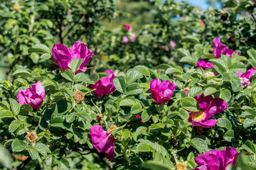 Obraz na płótnie Canvas Rugosa Rose (Rosa rugosa) in garden
