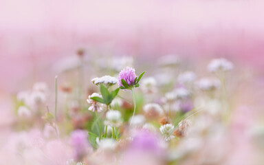 Closeup of pink flower field in the northern summer night, in the midnight sun. Clover flower.