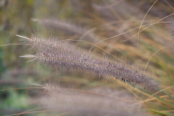 Silver feather grass swaying in wind against bright blue background, reeds 
