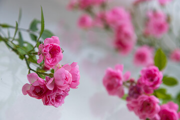 Pink roses bouquet with free space for text