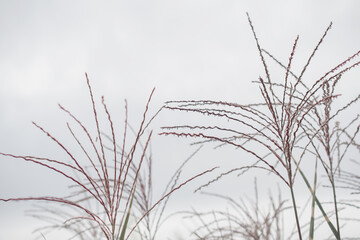 Silver feather grass swaying in wind against bright blue background, reeds 