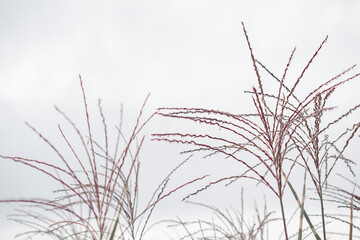 Silver feather grass swaying in wind against bright blue background, reeds 