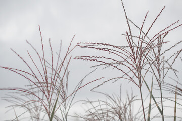Silver feather grass swaying in wind against bright blue background, reeds 
