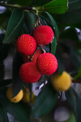 Arbutus or strawberry tree with red berries. Vancouver. Stanley park. British Columbia. Canada