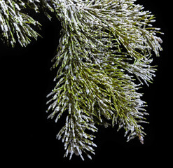 Spruce branch with frost, new year, black background