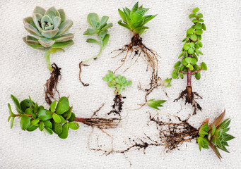 Various Succulent plants growing from cuttings with roots on a light and neutral background with copy space