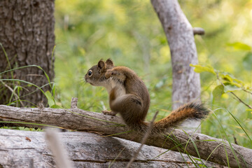 squirrel on a branch around swan lake in teton national park  in Wyoming