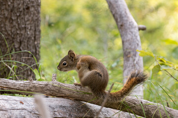 squirrel on a branch around swan lake in teton national park  in Wyoming