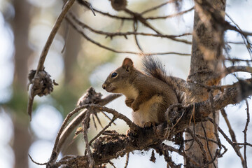 squirrel on a branch around swan lake in teton national park  in Wyoming