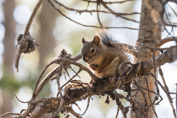squirrel on a branch around swan lake in teton national park  in Wyoming