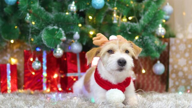 A dog in a red scarf and with antlers lies under the Christmas tree with gifts.