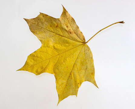 Yellow maple leaf as an autumn symbol. Isolated on white