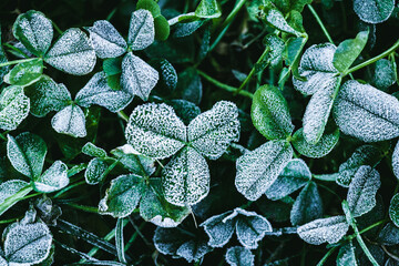 The first frost covered green grass on the lawn and clover leaves
