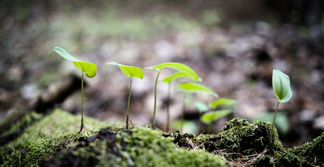 walking in the forest,  italian alps,  dolomites