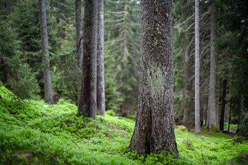 walking in the forest,  italian alps,  dolomites