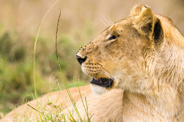 Female lion (panthera leo) resting in tall grass, Masai Mara, Kenya