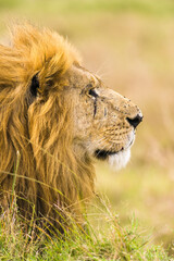 Male lion (panthera leo) resting in tall grass, Masai Mara, Kenya