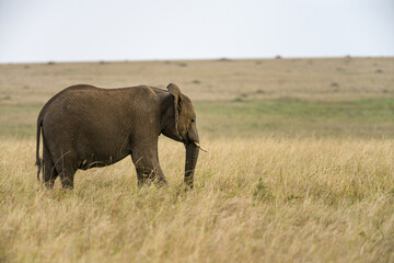 Fototapeta na wymiar Lone African Bush Elephant (Loxodonta africana) walking in tall grass, Masai Mara, Kenya