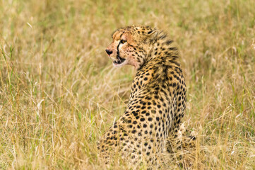 Cheetah (Acinonyx jubatus) resting in tall grass, Masai Mara, Kenya