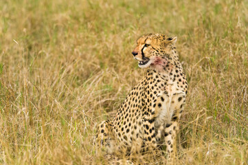 Cheetah (Acinonyx jubatus) resting in tall grass, Masai Mara, Kenya